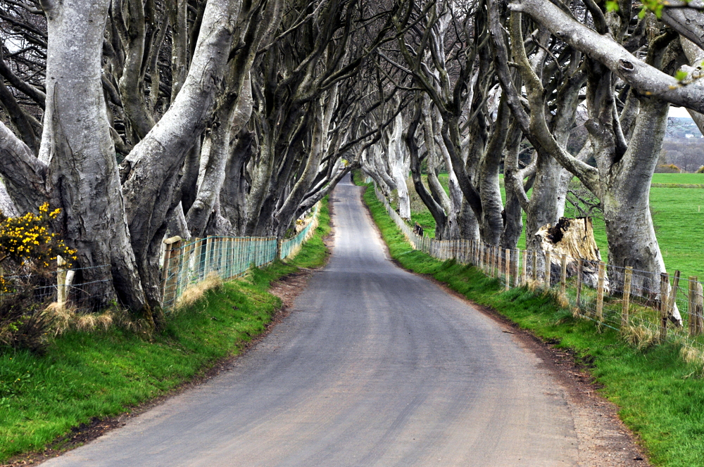 The Dark Hedges, Ballymoney, Co. Antrim, Northern Ireland 