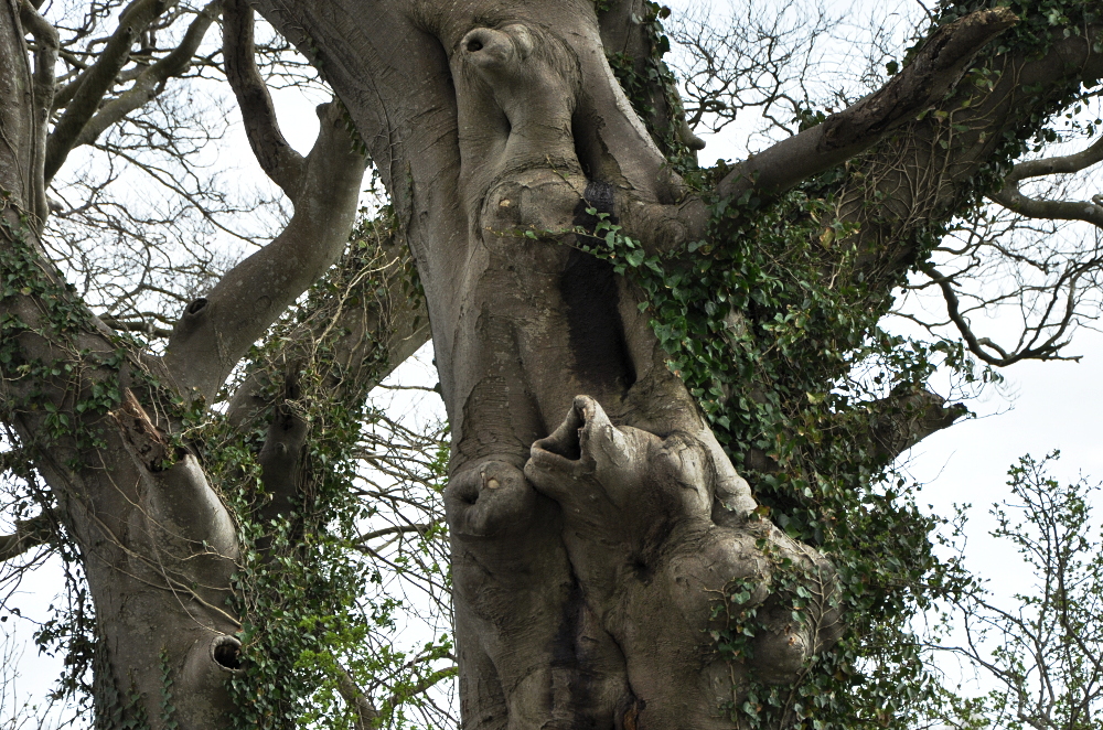 The Dark Hedges, Ballymoney, Co. Antrim, Northern Ireland 