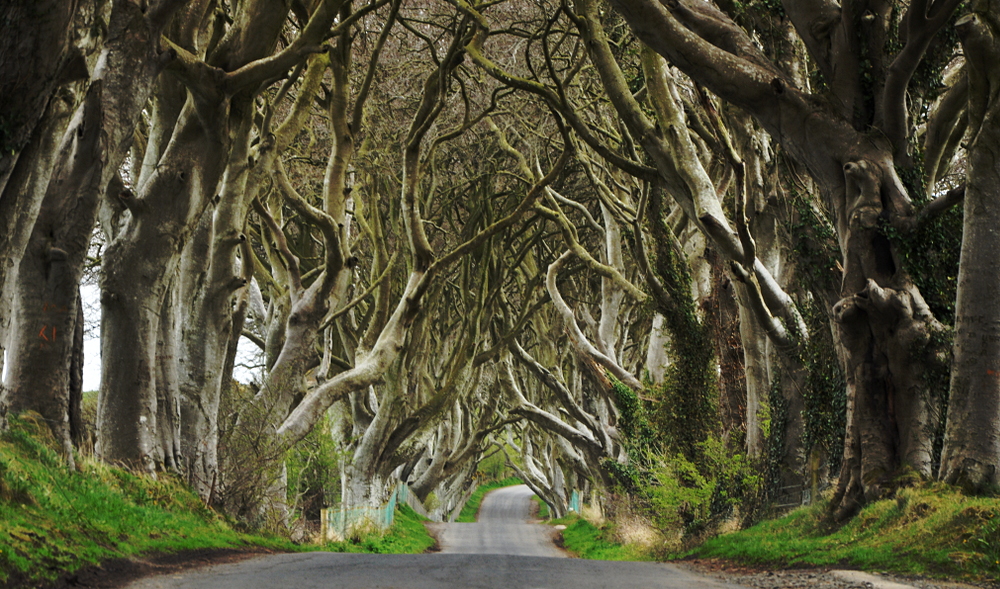 The Dark Hedges, Ballymoney, Co. Antrim, Northern Ireland 