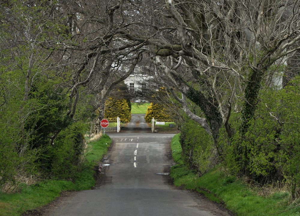 The Dark Hedges, Ballymoney, Co. Antrim, Northern Ireland 