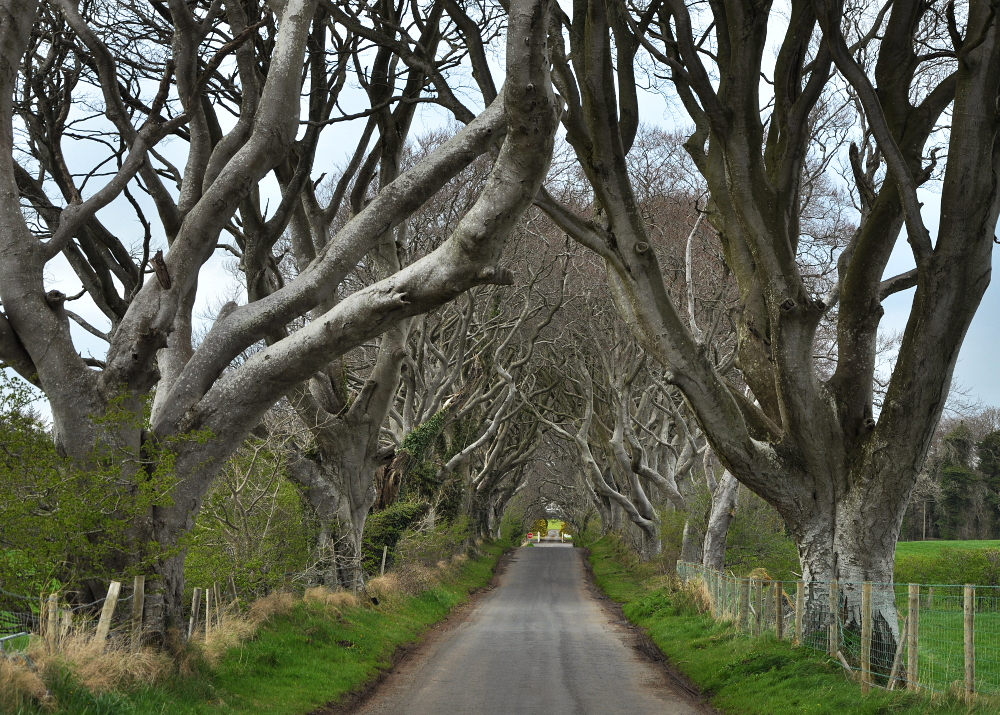 The Dark Hedges, Ballymoney, Co. Antrim, Northern Ireland 