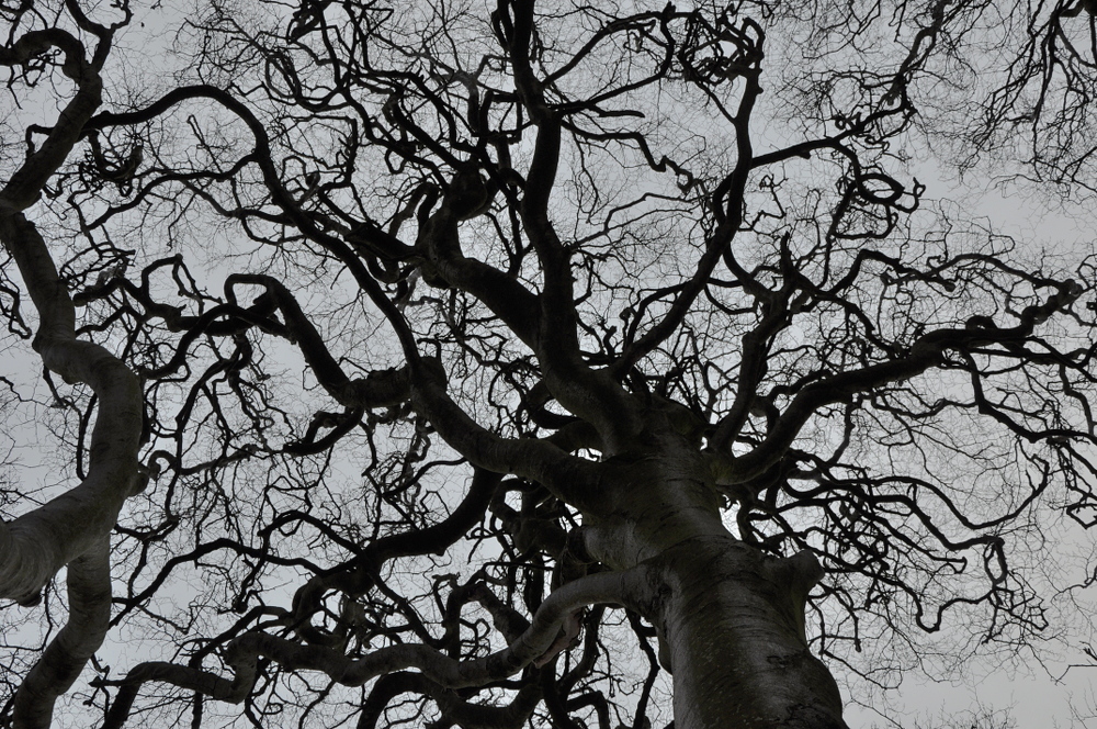 The Dark Hedges, Ballymoney, Co. Antrim, Northern Ireland 
