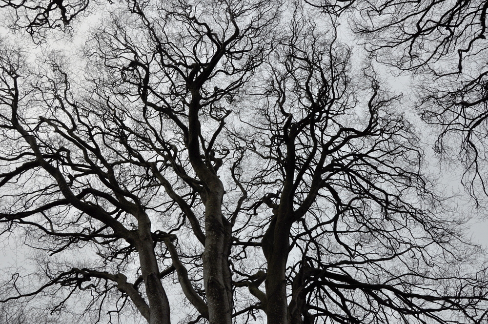 The Dark Hedges, Ballymoney, Co. Antrim, Northern Ireland 